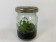 Cattleya leopoldii (im sterilen Glas) 