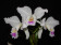 Cattleya mendelii