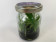 Cattleya mossiae 'coerulea' (im sterilen Glas)