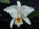 Cattleya percivaliana 'alba'