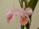 Cattleya schroederae