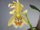 Coelogyne lentiginosa