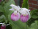 Cypripedium reginae (Jgpfl.)