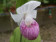 Cypripedium reginae (mit neuem Austrieb)