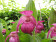 Cypripedium franchetii