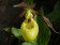 Cypripedium Mem. Gerd Kohls