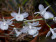 Dendrobium aphyllum 'album'