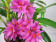 Dendrobium bracteosum x laevifolium
