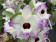Dendrobium Brilliant Smile
