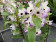 Dendrobium Brilliant Smile