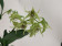 Dendrobium hodgkinsonii