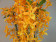 Dendrobium Stardust Firebird'