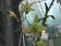 Dendrobium tosaense