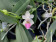 Doritaenopsis Anna-Larati Soekadi x Phal. lobbii