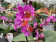 Doritaenopsis Table Mystery (2-3 Rispen)