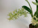 Gomesa crispa (in Knospe/Blüte)