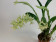 Gomesa crispa (in Knospe/Blüte)