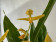 Gongora galeata 'alba'