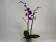 Phalaenopsis Little Purple 'Splash' (2 Rispen)