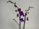Phalaenopsis Little Purple 'Splash' (2 Rispen)