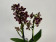 Phalaenopsis Banana Chocolate 'Peloric' (2 Rispen)