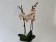 Phalaenopsis Tina 'Big Lip' (2 Rispen)