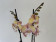 Phalaenopsis Tina 'Big Lip' (2 Rispen)