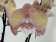 Phalaenopsis Tina 'Big Lip' (2 Rispen)