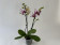 Phalaenopsis Aquarell (2 Rispen)