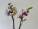 Phalaenopsis Aquarell (2 Rispen)