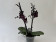 Phalaenopsis Black Angel (2 Rispen)