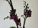 Phalaenopsis Black Angel (2 Rispen)