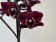 Phalaenopsis Black Angel (2 Rispen)