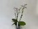 Phalaenopsis equestris 'Apari' Hybride (2 Rispen)