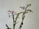Phalaenopsis equestris 'Apari' Hybride (2 Rispen)