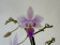 Phalaenopsis equestris 'Apari' Hybride (2 Rispen)