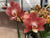 Phalaenopsis Horizon (2 Rispen)