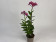 Epidendrum Ballerina 'Purple Dream' (1-2 Stiele)