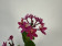 Epidendrum Ballerina 'Purple Dream' (1-2 Stiele)