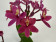 Epidendrum Ballerina 'Purple Dream' (1-2 Stiele)