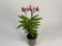 Epidendrum Ballerina 'Blood Orange' (1-2 Stiele)