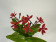 Epidendrum Ballerina 'Blood Orange' (1-2 Stiele)