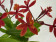 Epidendrum Ballerina 'Blood Orange' (1-2 Stiele)