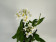 Epidendrum Ballerina 'Nordic Fire' (1-2 Stiele)
