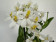 Epidendrum Ballerina 'Nordic Fire' (1-2 Stiele)