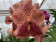 Vanda Leopard Coral (in Blüte/Knospe)