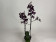 Phalaenopsis Cha Cha (2 Rispen)