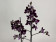 Phalaenopsis Cha Cha (2 Rispen)