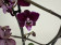 Phalaenopsis Cha Cha (2 Rispen)