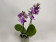 Phalaenopsis Sogo Kris (2 Rispen)